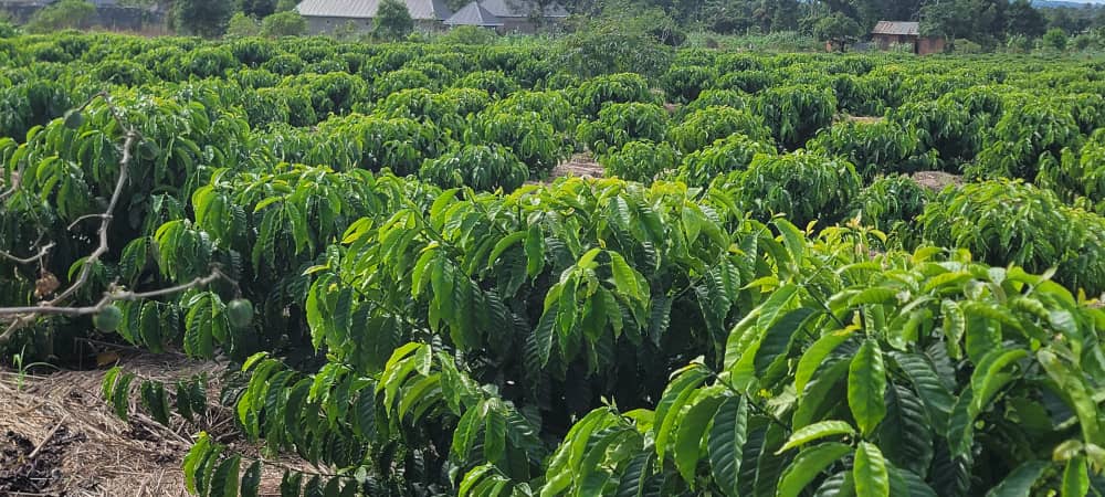 Coffee Farming