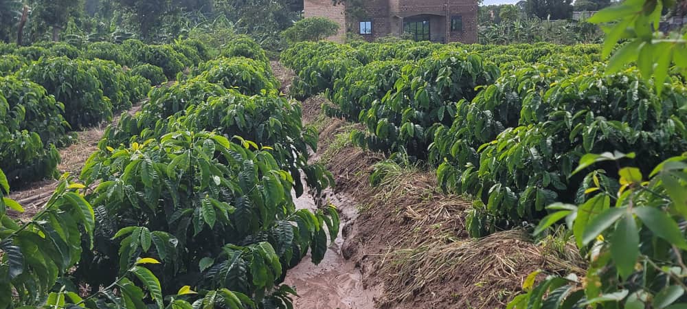 Coffee Nursery