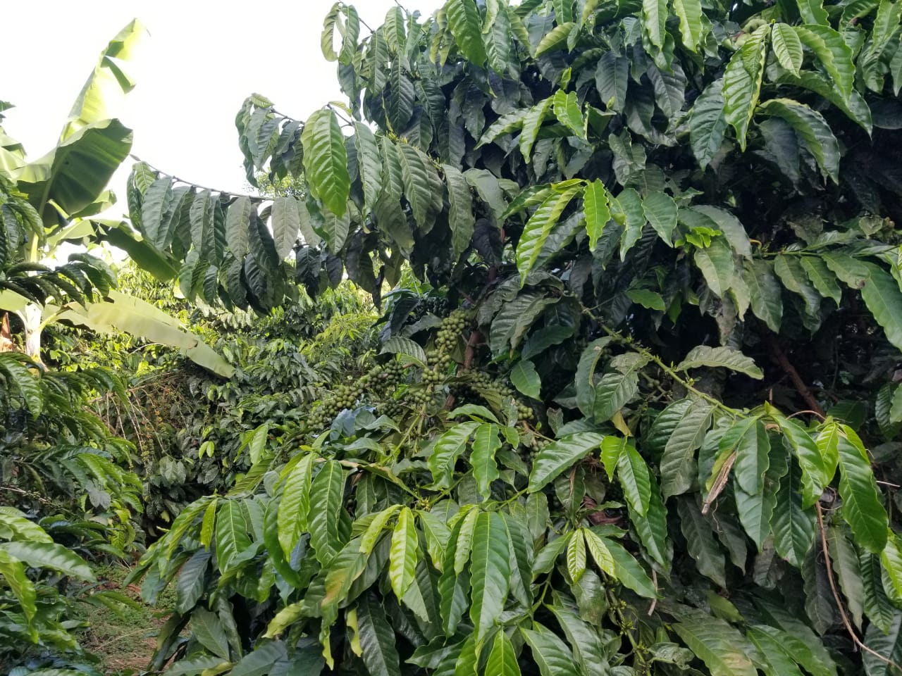 WBKA Farm