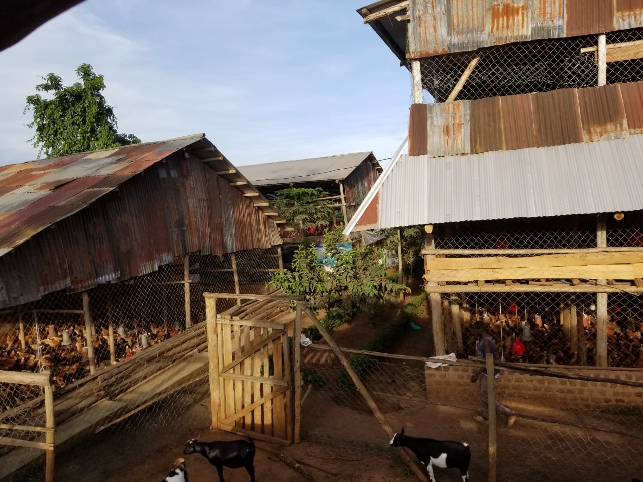 Piggery