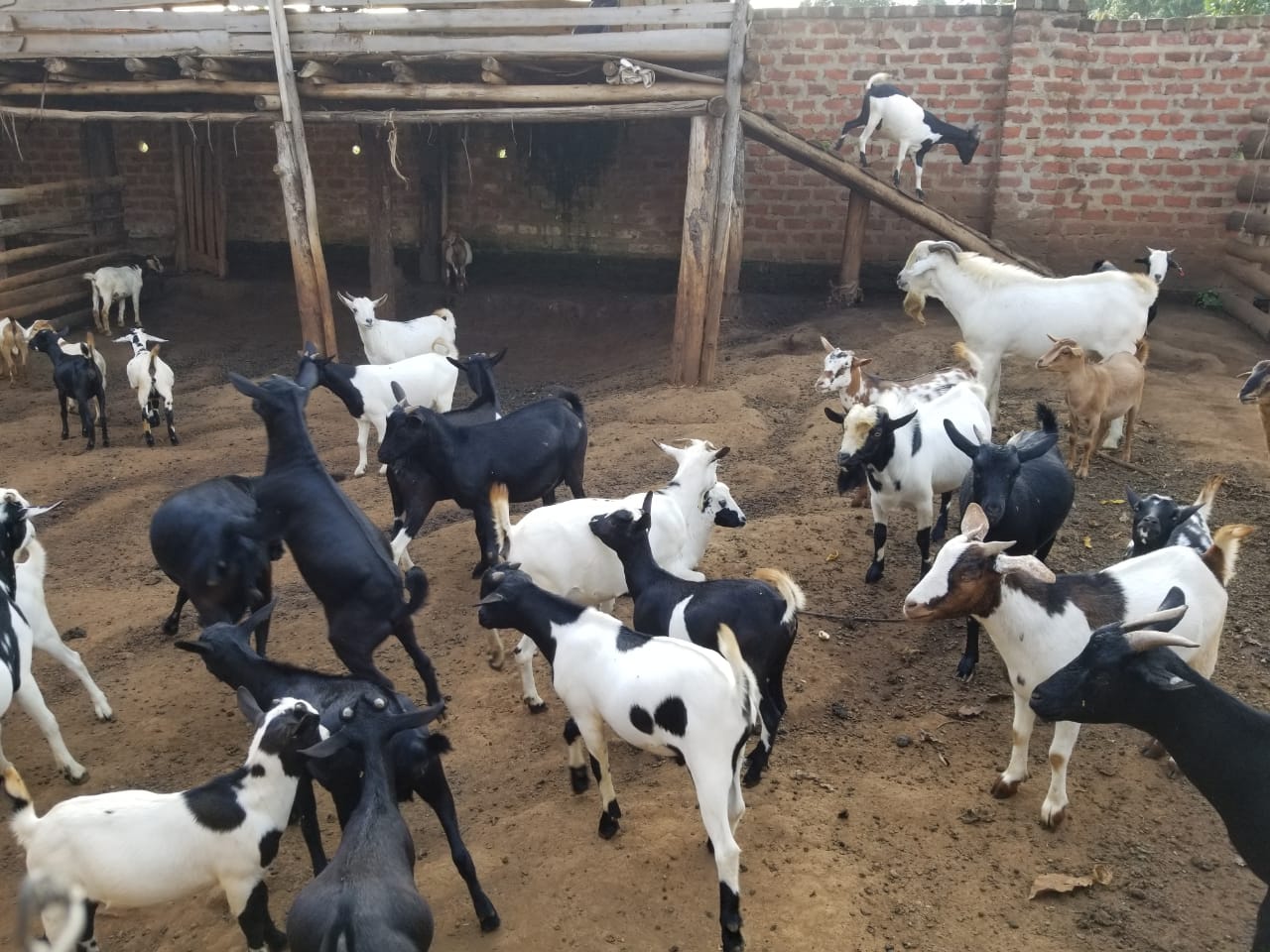 Goat Farming