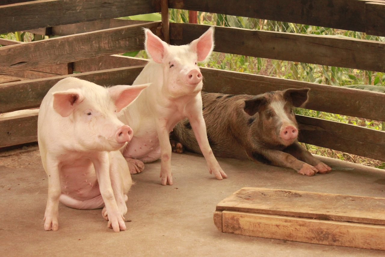 Piggery
