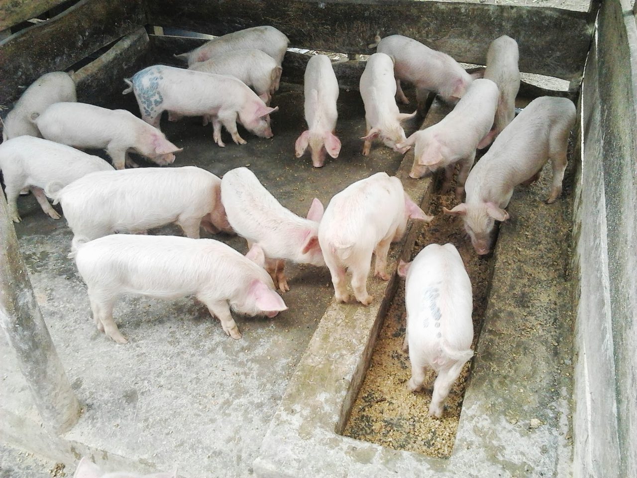 Piggery House