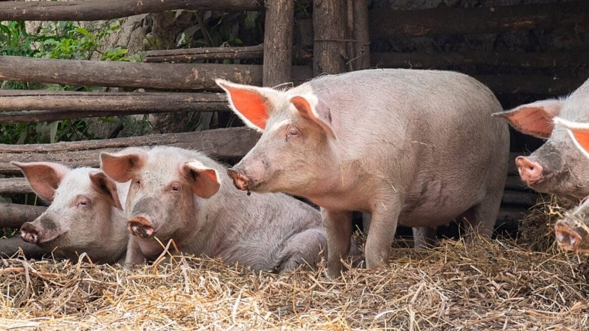 Piggery House