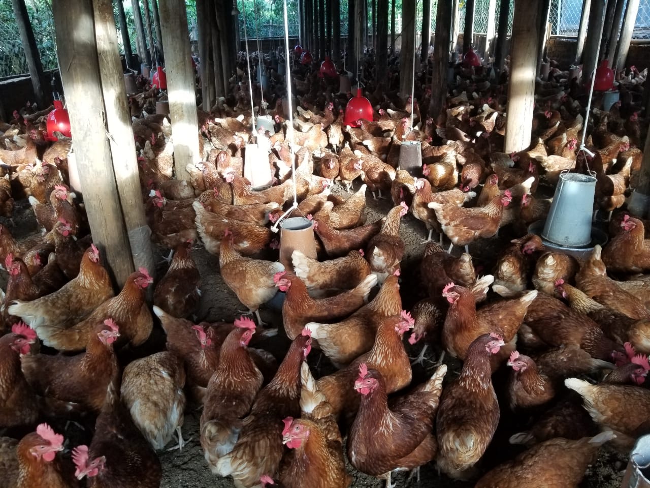 Poultry & Piggery